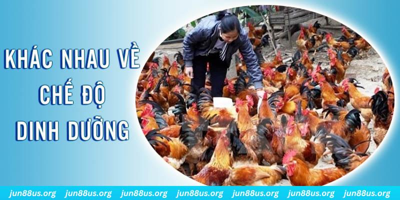 788bet xổ số thứ sáu hàng tuần